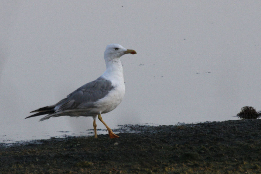 Larus michahellis ?